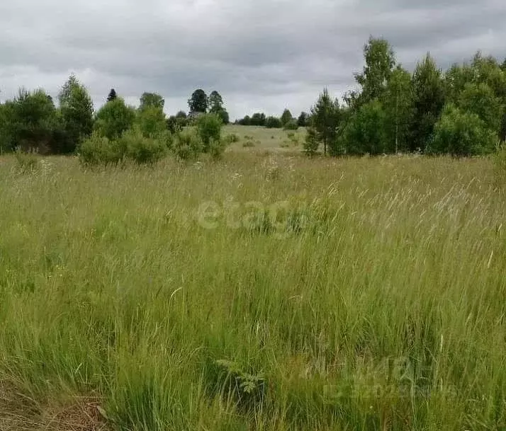 Участок в Костромская область, Чухломский район, Повалихинское с/пос, ... - Фото 1