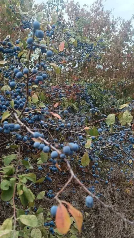 Участок в Ростовская область, Родионово-Несветайский район, ... - Фото 1