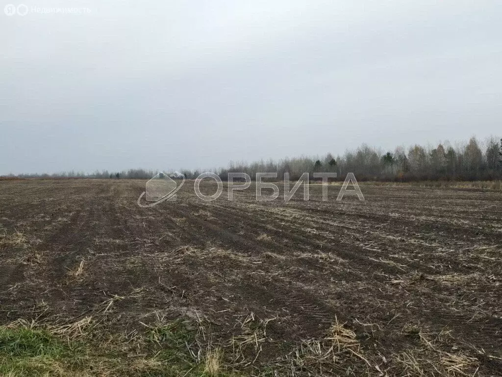 Участок в Тюменский муниципальный округ, село Борки (600 м) - Фото 2