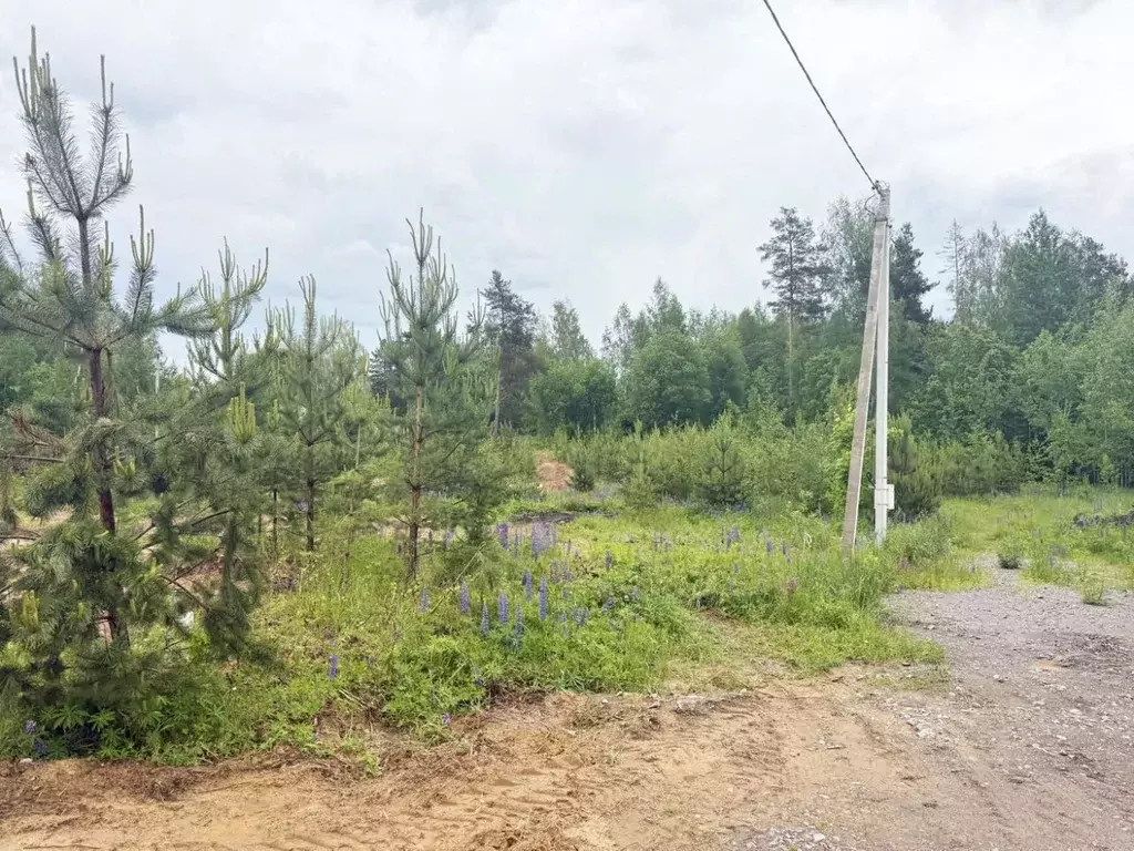 Участок в Ленинградская область, Всеволожский район, Куйвозовское ... - Фото 1