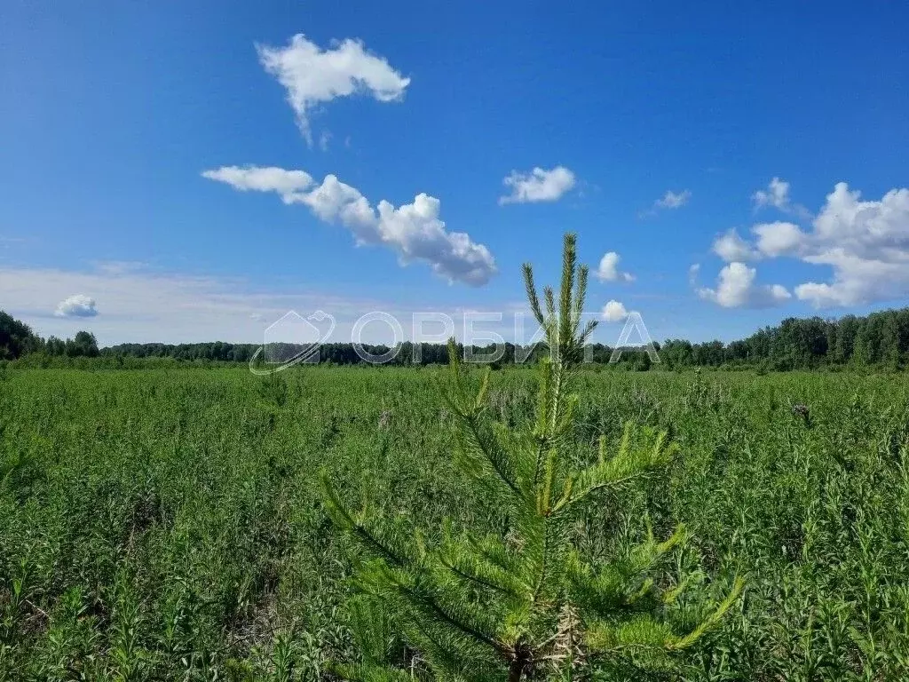 Участок в Тюменская область, Тюменский муниципальный округ, Каменское ... - Фото 2