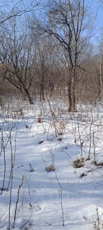 Участок в Приморский край, Партизанский муниципальный округ, пос. Боец ... - Фото 1