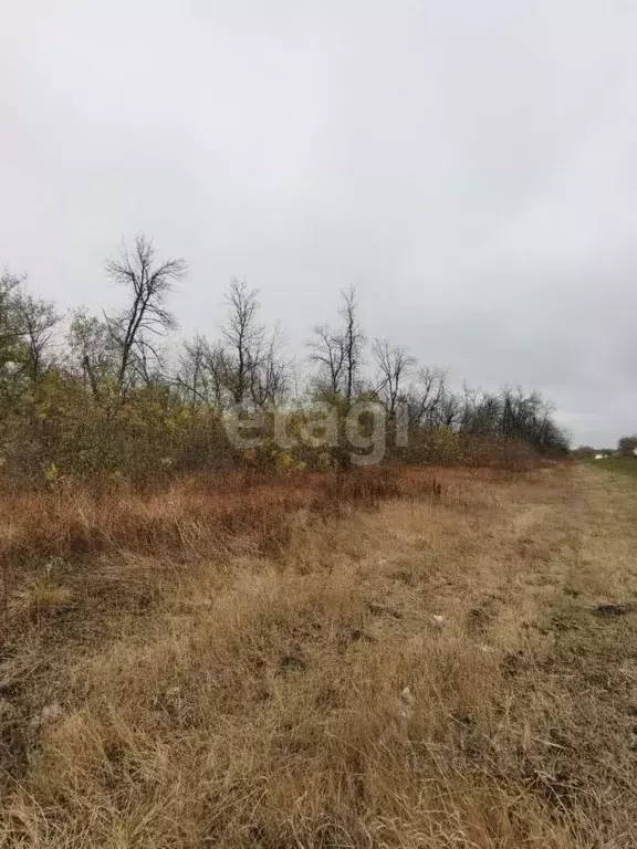 Участок в Воронежская область, Нижнедевицкий район, Верхнетуровское ... - Фото 0