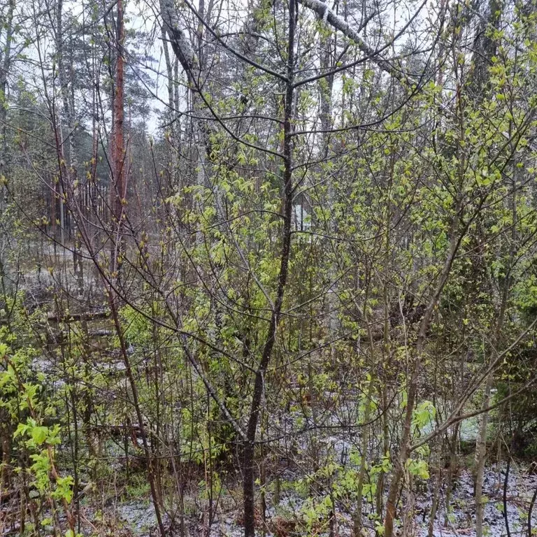 Участок в Новгородская область, Валдай ул. Александра Михайлова, 30 ... - Фото 1