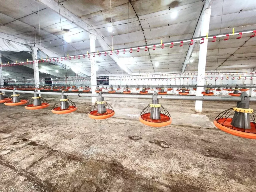 Производственное помещение в Краснодарский край, Брюховецкий район, ... - Фото 2