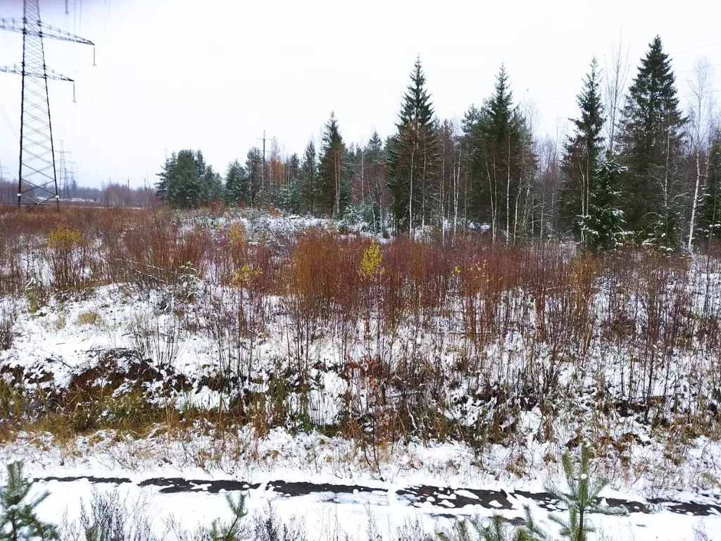 Участок в Новгородская область, Окуловский район, Березовикское с/пос  ... - Фото 1