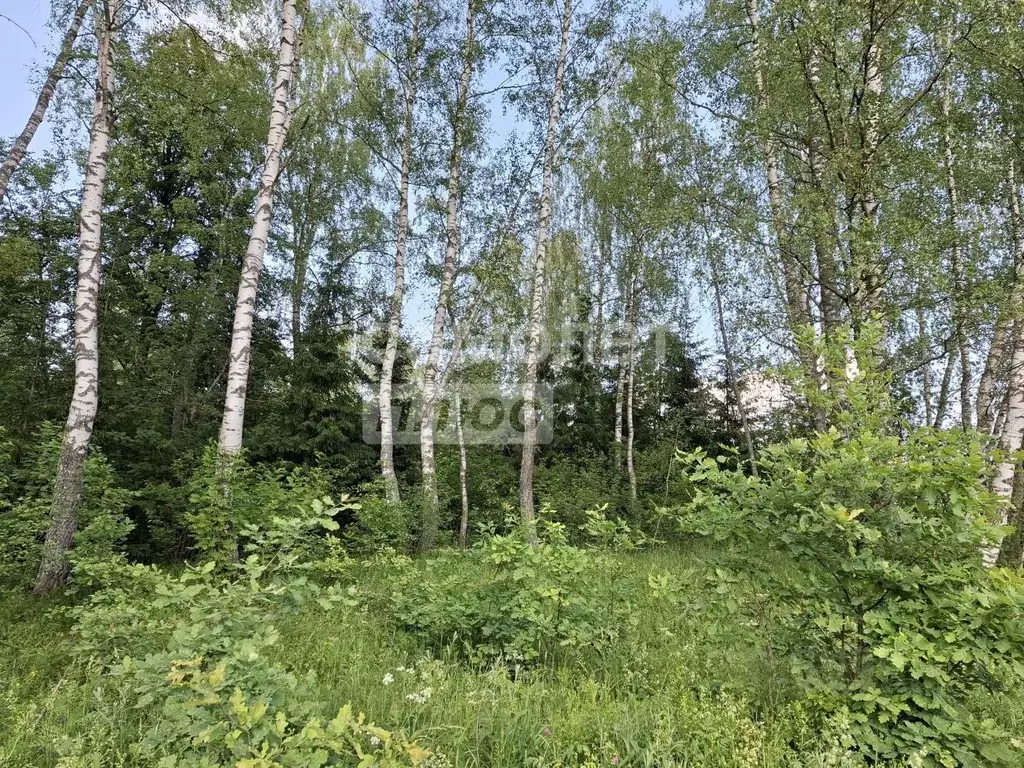 Участок в Москва д. Свитино, 42 (30.0 сот.) - Фото 2