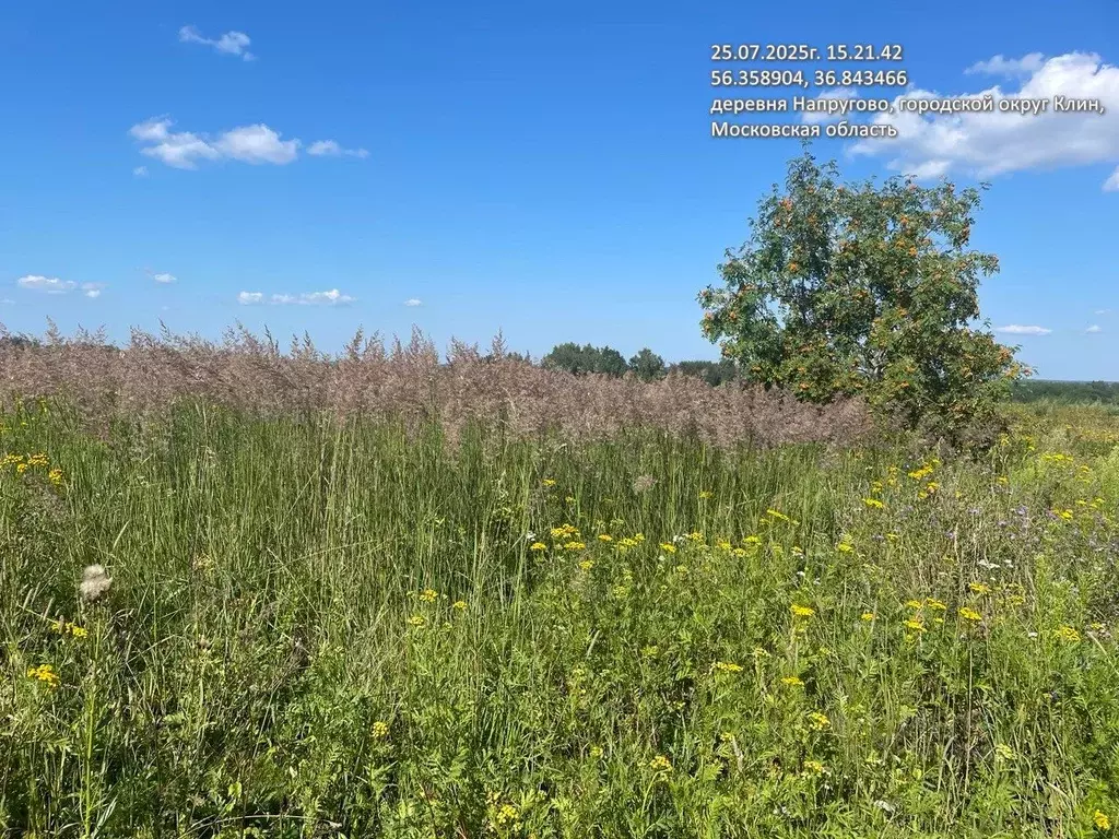 Участок в Московская область, Клин городской округ, д. Напругово  (8.4 ... - Фото 1