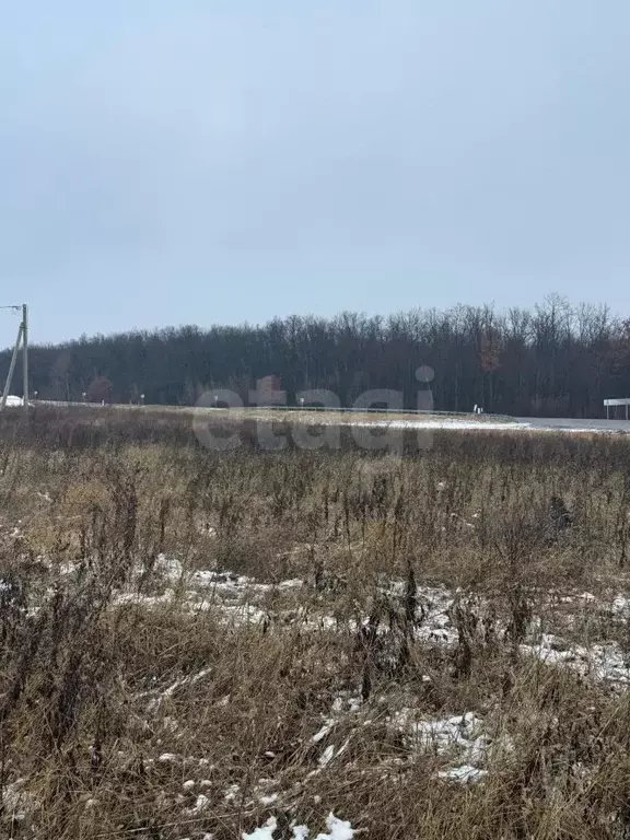 Участок в Воронежская область, Рамонский район, Новоживотинновское ... - Фото 1