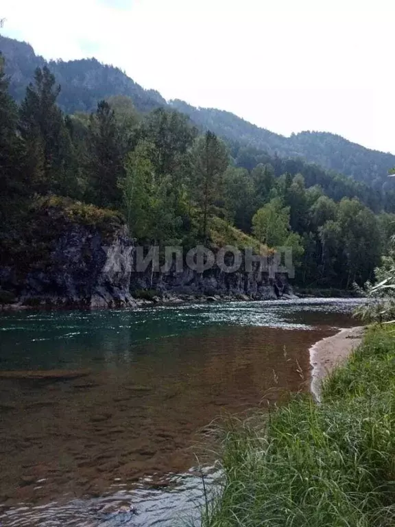 Участок в Алтайский край, Краснощековский район, Чинетинский ... - Фото 0