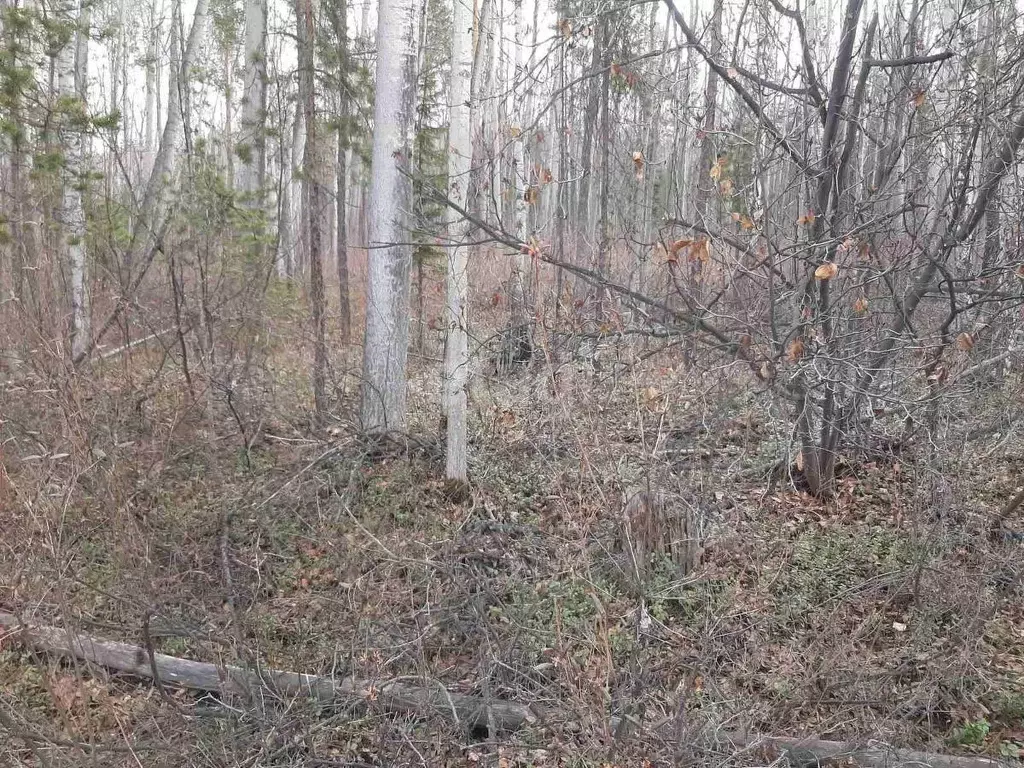 Участок в Бурятия, Баргузинский район, с. Максимиха  (10.0 сот.) - Фото 1