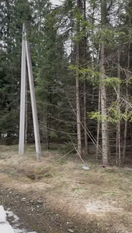 Участок в Московская область, Можайский муниципальный округ, Форест ... - Фото 2