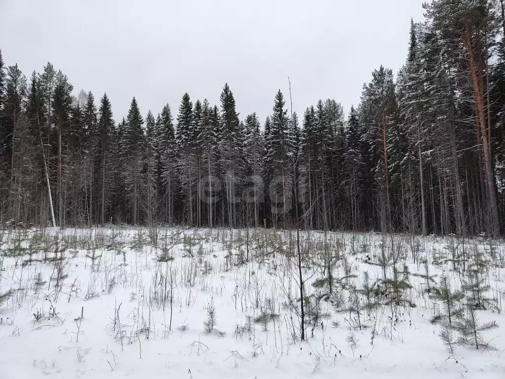 Участок в Коми, Корткеросский район, Корткерос муниципальное ... - Фото 1