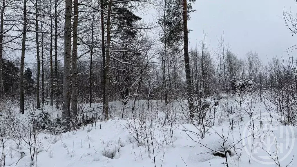 Участок в Ленинградская область, Выборгский район, Светогорское ... - Фото 1