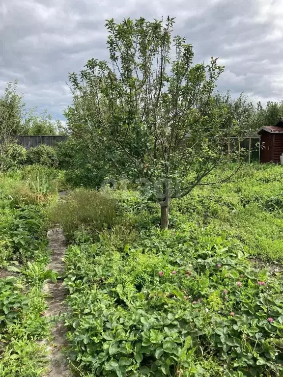 Участок, 24 сот., поселения (ижс) - Фото 1