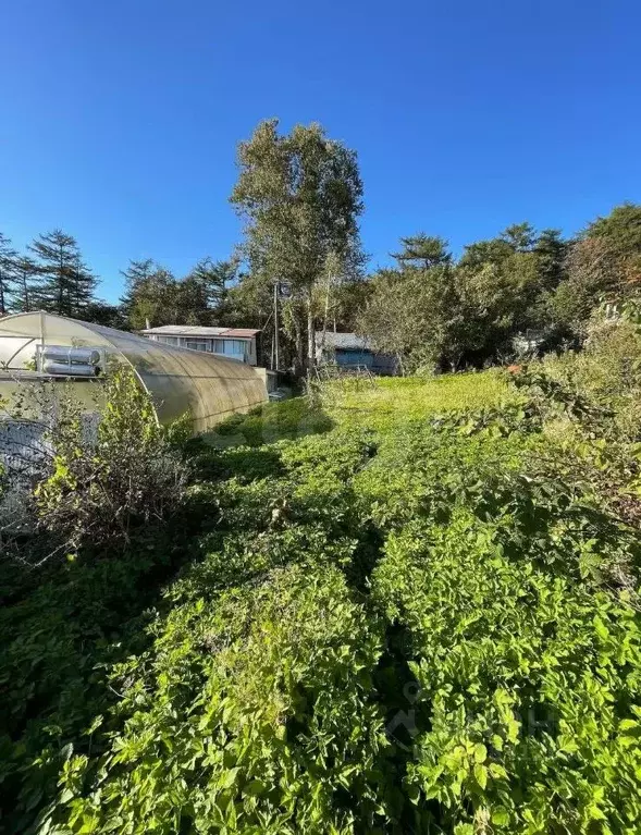 Участок в Сахалинская область, Южно-Сахалинск Вишневый сад СНТ, 19 ... - Фото 1