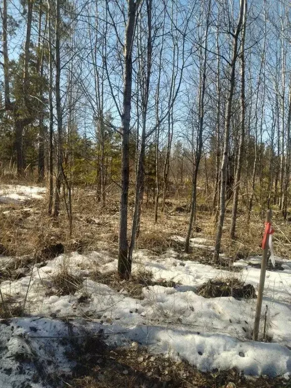 Участок в Свердловская область, Белоярский муниципальный округ, ДП ... - Фото 0