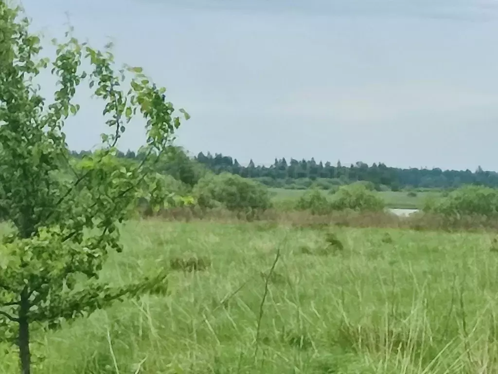 Участок в Новгородская область, Шимское городское поселение, д. Старый ... - Фото 1