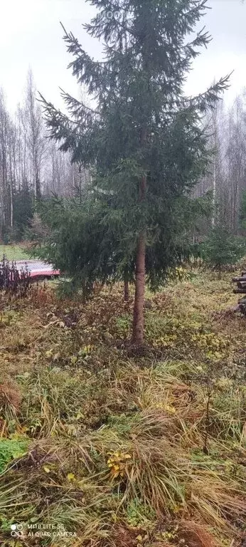 Дом в Шумское сельское поселение, деревня Бабаново, улица Новостроя, ... - Фото 1