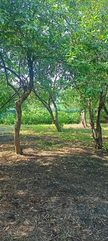 Участок в Челябинская область, Челябинск Дружба садовое товарищество, ... - Фото 1