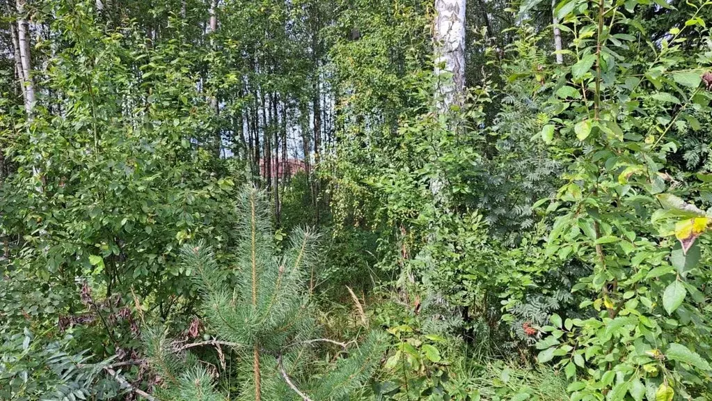 Участок в Ленинградская область, Всеволожское городское поселение, ... - Фото 2