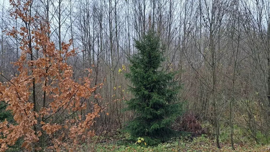 Участок в Московская область, Дубна Кентавр кп,  (30.0 сот.) - Фото 1