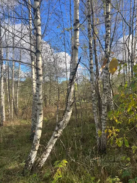Участок в Владимирская область, Александровский муниципальный округ, ... - Фото 2