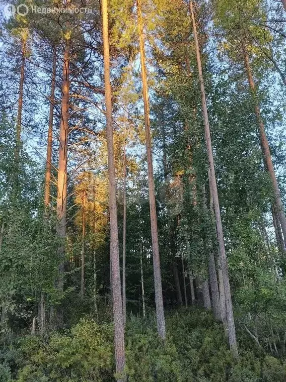 Участок в Республика Коми, муниципальный район Корткеросский, ... - Фото 2
