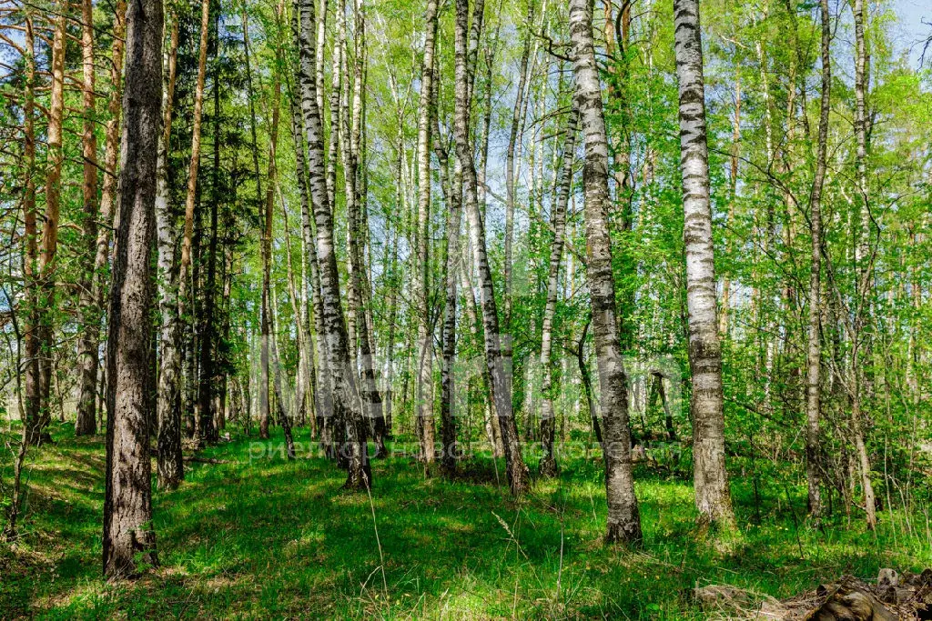 Продается участок в д. Таганьково - Фото 1