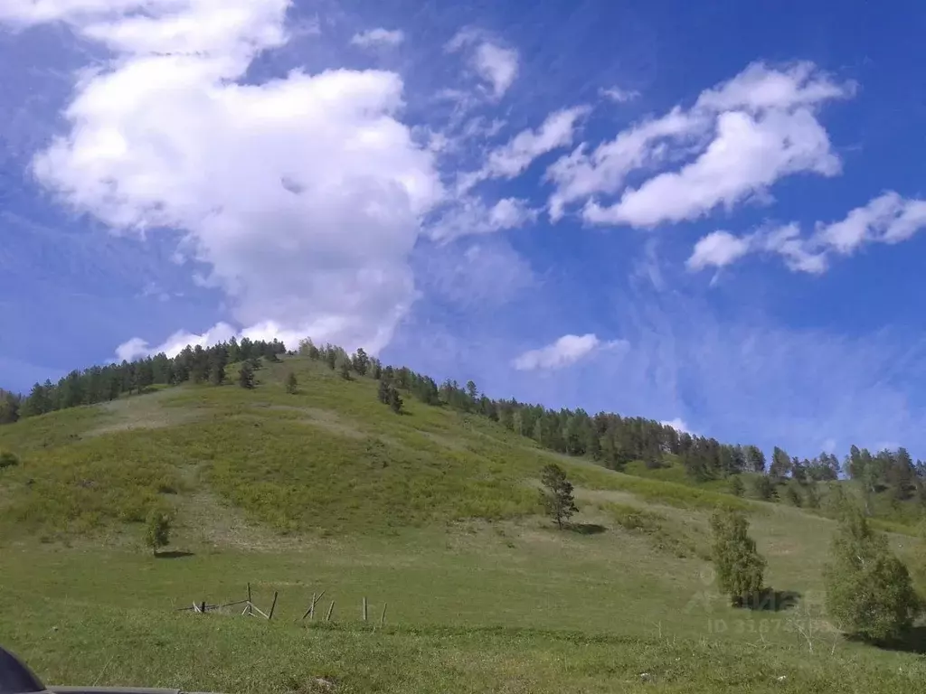 Участок в Алтайский край, Чарышский район, с. Березовка  (101.0 сот.) - Фото 0