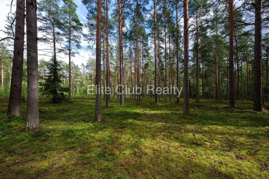 Участок в Санкт-Петербург пос. Комарово, просп. Большой (50.0 сот.) - Фото 1