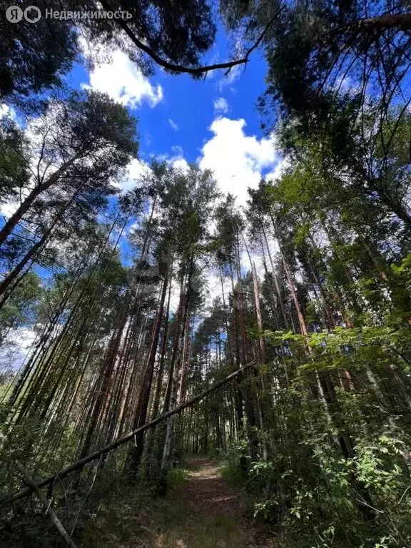 Участок в Бессоновский район, посёлок Подлесный, КП Лесное озеро (8.58 ... - Фото 1