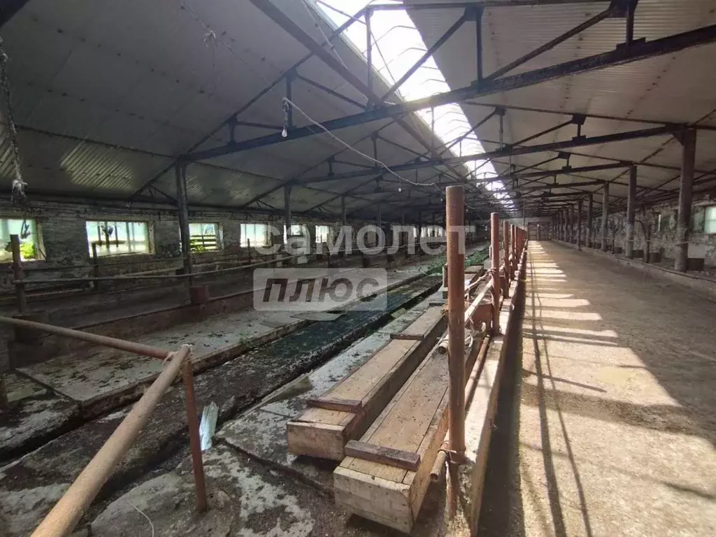 Участок в Алтайский край, Смоленский район, с. Смоленское Октябрьская ... - Фото 2