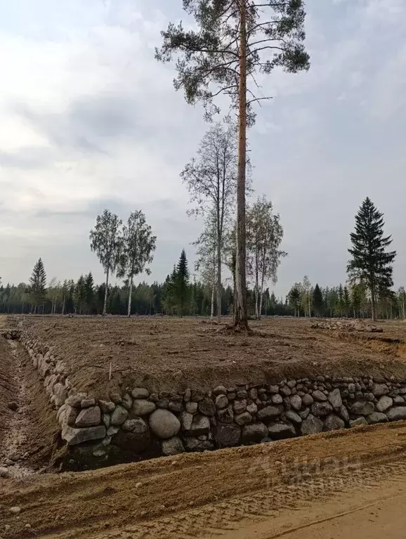 Участок в Ленинградская область, Приозерский район, Ромашкинское ... - Фото 0