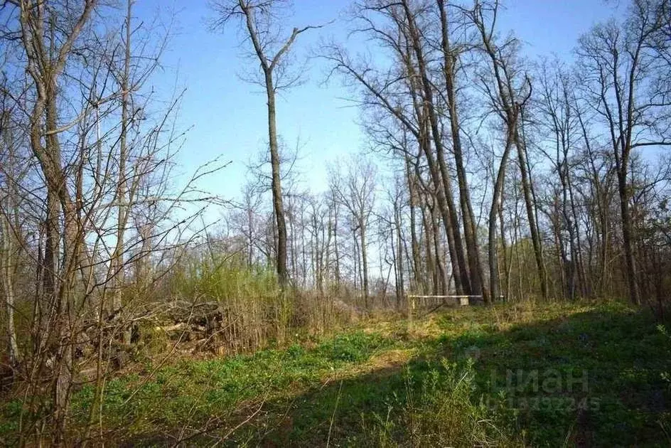 Участок в Воронежская область, Рамонское городское поселение, ... - Фото 1