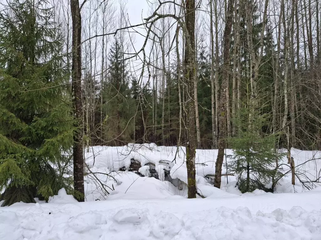 Участок в Ленинградская область, Киришский район, Кусинское с/пос, ... - Фото 2