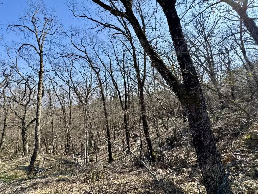 Участок в Крым, Ялта муниципальный округ, Виноградное пгт Космос Стей ... - Фото 1