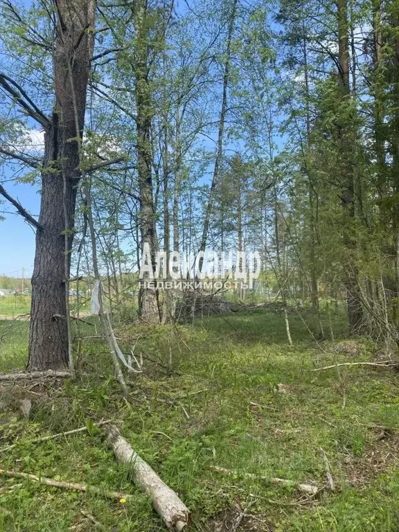 Участок в Ленинградская область, Приозерский район, Ларионовское ... - Фото 2