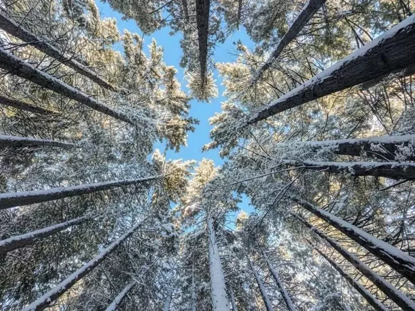 Участок в Московская область, Домодедово городской округ, д. ... - Фото 2