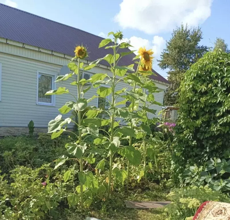 Дом в Калужская область, Медынь ул. Мира, 16 (60 м) - Фото 2