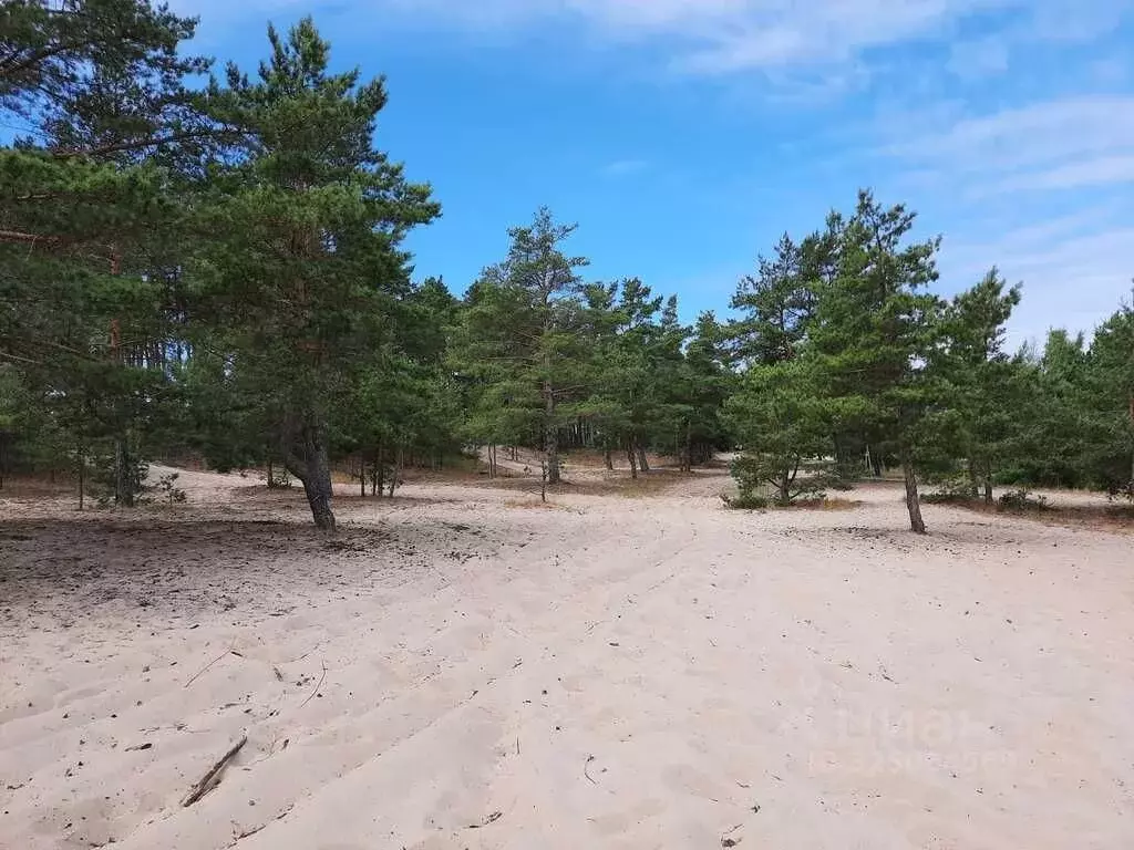 Участок в Ленинградская область, Кингисеппский район, Усть-Лужское ... - Фото 2