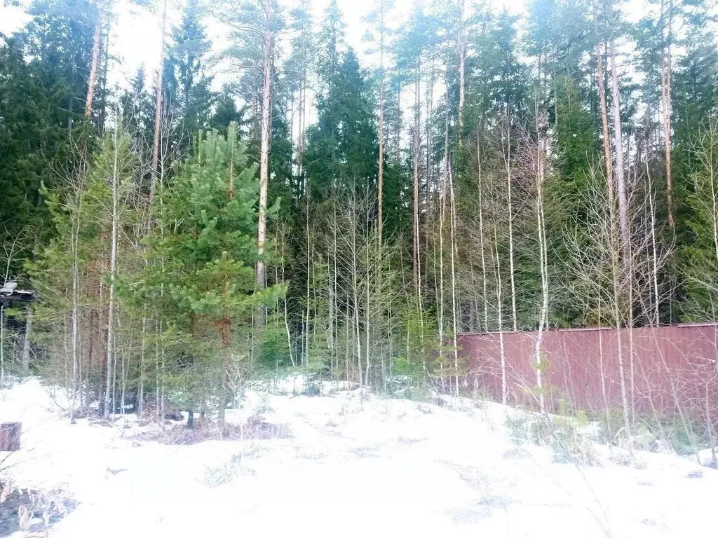 Участок в Ленинградская область, Гатчинский район, Вырица городской ... - Фото 1