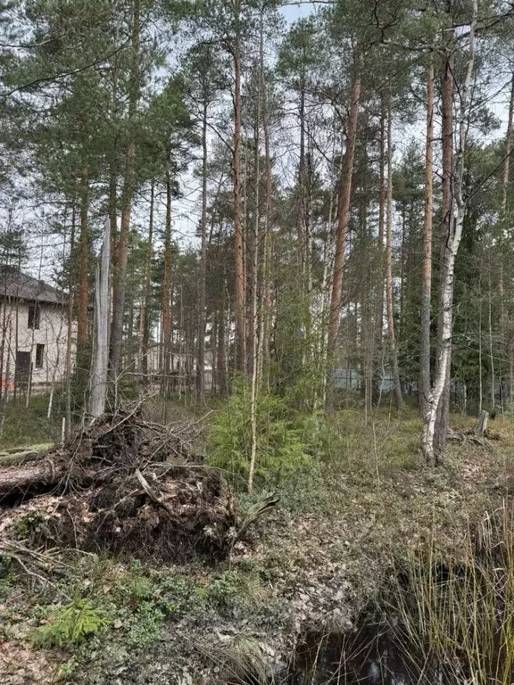 Участок в Ленинградская область, Всеволожск ул. Ломоносова (12.0 сот.) - Фото 1