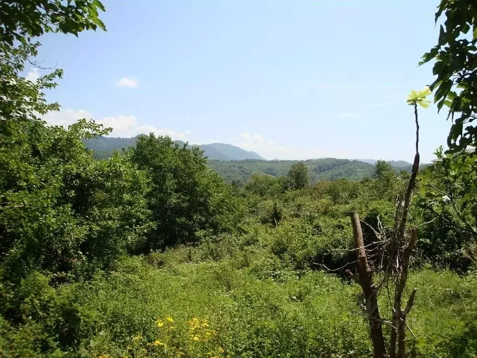 Участок в Краснодарский край, Сочи городской округ, с. Беранда ул. ... - Фото 0