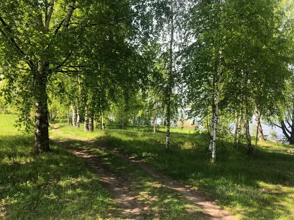 Участок в Ярославская область, Некрасовское рп  (1234.0 сот.) - Фото 1