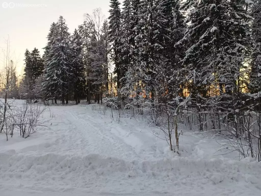 Участок в Архангельская область, Приморский муниципальный округ, ... - Фото 1