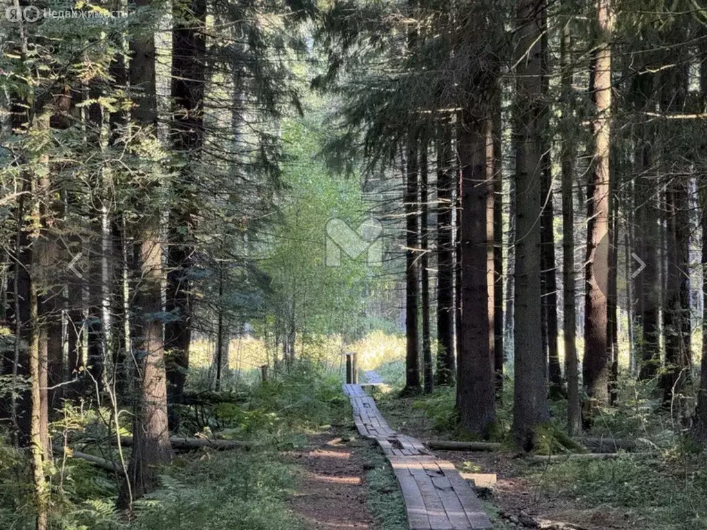 Участок в Рахьинское городское поселение, ДНП Проба (12 м) - Фото 1