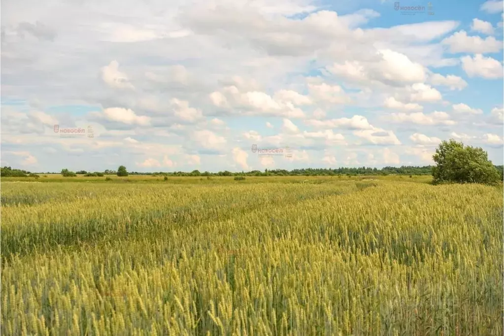Участок в Курганская область, Куртамышский муниципальный округ, с. ... - Фото 0