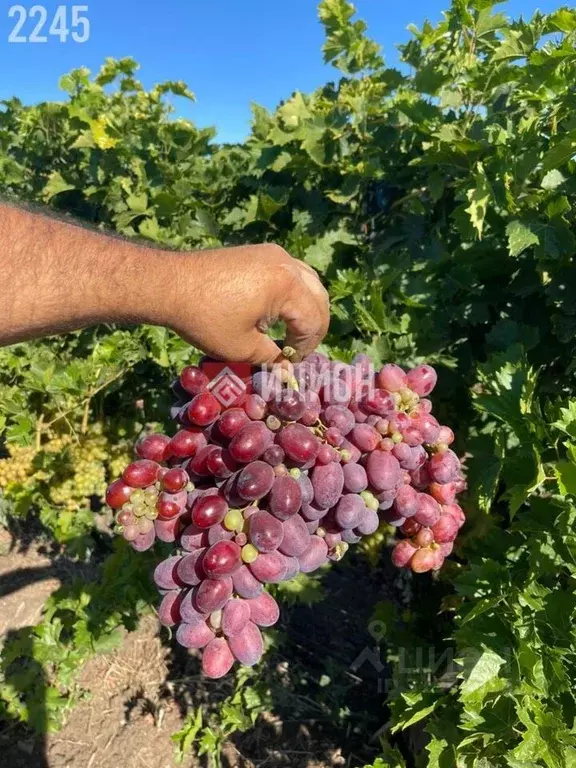 Участок в Крым, Кировский район, Старый Крым городское поселение ул. ... - Фото 2