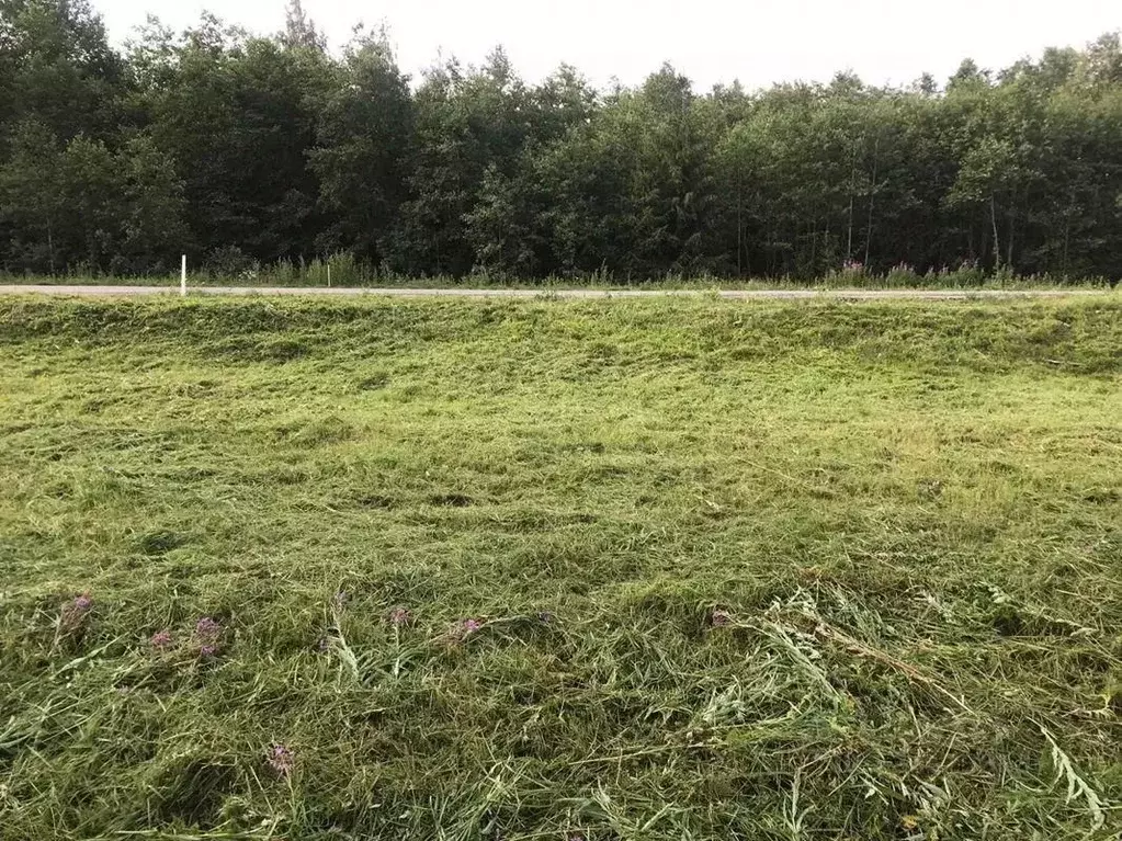 Участок в Ленинградская область, Кингисеппский район, Большелуцкое ... - Фото 2